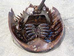 Blog A Crab In Shining Armor How Horseshoe Crabs Are Protecting You From Getting Infections