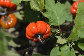 Image result for Solanum aethiopicum
