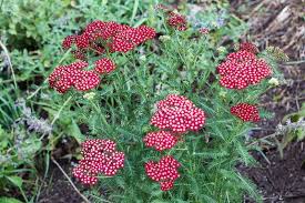10 Long Blooming Plants Flowers From The Garden All Summer Long Blooming Plants Flowers Perennials Plants