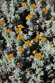 Image result for Helichrysum aureo-nitens