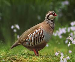 Birds With Red Heads Uk Red Legged Partridge British Isles Burung Cantik Burung Ayam