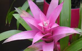 Check spelling or type a new query. Bromeliad Plant At Portland Nursery