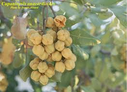 Image result for Lophiocarpus latifolius