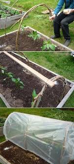Cedar Branch Greenhouse Diy Greenhouse Greenhouse Plans Greenhouse Gardening