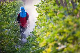 What you need to know about environmental hazards in pregnancy. Pesticides During Pregnancy American Pregnancy Association