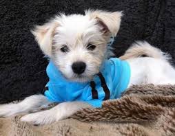 Full Grown Chihuahua Terrier Mix Black And Brown Teddy The Terrier Mix Chihuahua Terrier Mix Chihuahua Terrier Dog Breeds