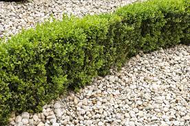 Schnelles wachstum, robuste schnittverträglichkeit und wintergrünes laub machen liguster zur idealen heckenpflanze. Ligusterhecke Schneiden Radikaler Ruckschnitt Pflege Tipps Garten