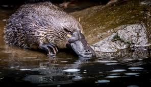 Platypus On Brink Of Extinction Due To Habitat Destruction And Climate Change Says Report In 2020 Platypus Habitat Destruction Habitats
