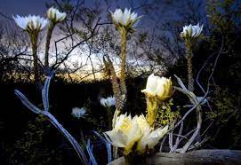 Check spelling or type a new query. One Night A Year This Cactus Flower May Surprise You The New York Times