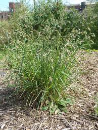 Image result for Dacryotrichia