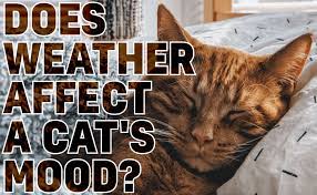 Can Cats Suffocate Under Blankets Catwiki