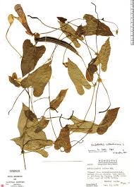 Image result for Aristolochia odoratissima L.