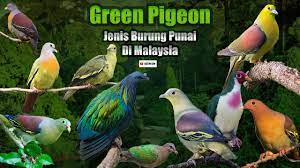 Murai batu ditemukan juga di kepulauan hawaii. Jenis Burung Punai Green Pigeon In Malaysia Youtube