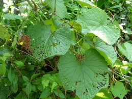 Image result for Ampelocissus
