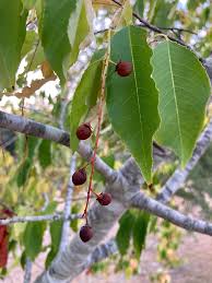 Image result for Prunus serotina