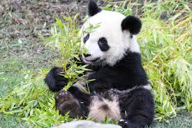Adulte, enfant et bébé : Zooparc De Beauval
