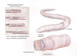 A Flexible Body Allows The Earthworm To Burrow Through Soil Biological Strategy Asknature