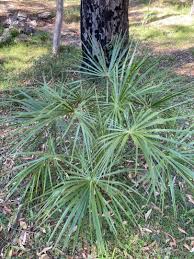 Image result for Livistona drudei