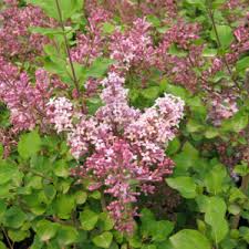 Aphrodite Althea for Sale at The Grass Pad