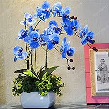 Ein orchidee aus der natur für den eigenen garten zu entnehmen ist eine straftat und kann die sensiblen bestände vollständig vernichten. Seltene Orchideen Bonsai Balkon Blumen Blaue Schmetterlings Orchidee Samen Schoner Garten Phalaenopsis Orchideen Samen 100 Pcs Amazon De Garten