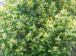 Image result for Curtisia dentata