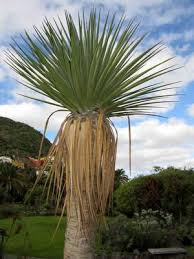 Image result for Dracaenaceae