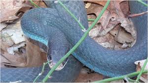 Check spelling or type a new query. Blue Racer Snake 041118 Youtube