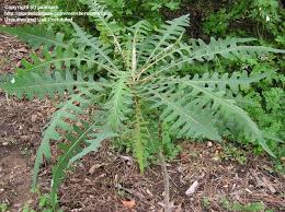 Image result for Sonchus friesii