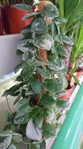 Maybe you would like to learn more about one of these? Pothos Houseplant Growing Up A Moss Pole Diy Moss Pole For Plants Drought Resistant Plants Moss Poles For Plants