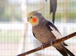 We offer small and exotic birds for sale such as; Pet Shops Near Me That Sell Birds Pet S Gallery