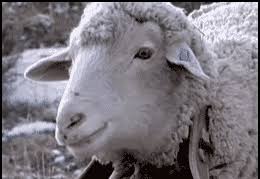 Weitere ideen zu lustige tiere, gif lustig tiere, tiere. Tiere Lustig Guay Gif Find On Gifer