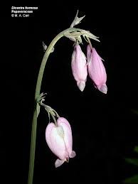 Image result for Fumariaceae