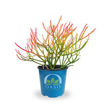 Image result for Euphorbia tirucalli