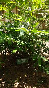 Image result for Artabotrys