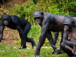 Image result for Oubanguia africana