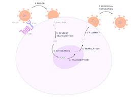 Image result for HIV Pathophysiology