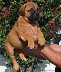 Find free puppies near me, adopt a puppy, buy puppies direct from kennel breeders and puppy owners in zimbabwe. Bullmastiff Puppies For Sale Craigslist Petswall