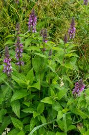 Image result for Stachys didymantha