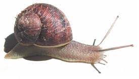 Escargot is a french delicacy made of land snails and is typically served as an appetizer. Escargot Snails Article Gourmetsleuth