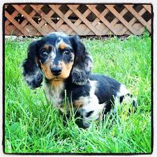 Black And Tan Dapple Dachshund Puppy Black And Tan Dapple Dachshund Dapple Dachshund Dapple Dachshund Puppy Dachshund Puppies