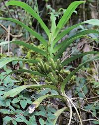 Image result for Polystachya undulata