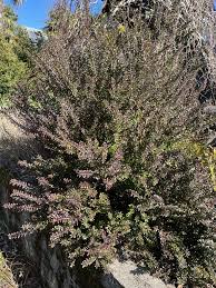 Image result for Myrtus communis