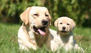 Visto che necessitano di spazio per esplorare in libertà, vivere in un appartamento non è l'ideale per loro. L Adattabilita Del Labrador Retriever Cani A Tutta Bandana