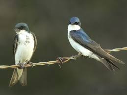 Birds Of North Georgia Pictures Tree Swallow Georgia Tree Swallow Ornithology Birds