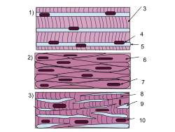 Muscular system facts for kids. Muscle Tissue Wikipedia