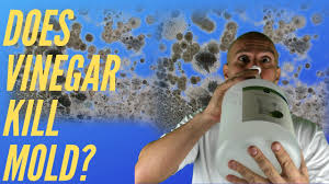 If vinegar does not seem to be cutting through your mold problem, try mixing it with borax spray vinegar and leave it to help prevent future mold growth. Does Vinegar Kill Mold Watch This Before You Use It Youtube