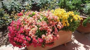 Le 125 più belle per instagram e tumblr; Stampace Dal Comune Fiori Per Abbellire I Balconi Del Centro Storico Casteddu On Line