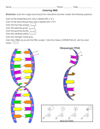 3 dna = deoxyribonucleic acid role of dna molecule that stores genetic information in living cells genetic information can be copied for new cells information is transmitted to new united learning discovery education. Dna Coloringggggggggggg Studocu