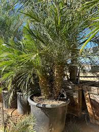 Image result for Phoenix roebelenii