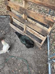 BYC (BackYardChickens)
